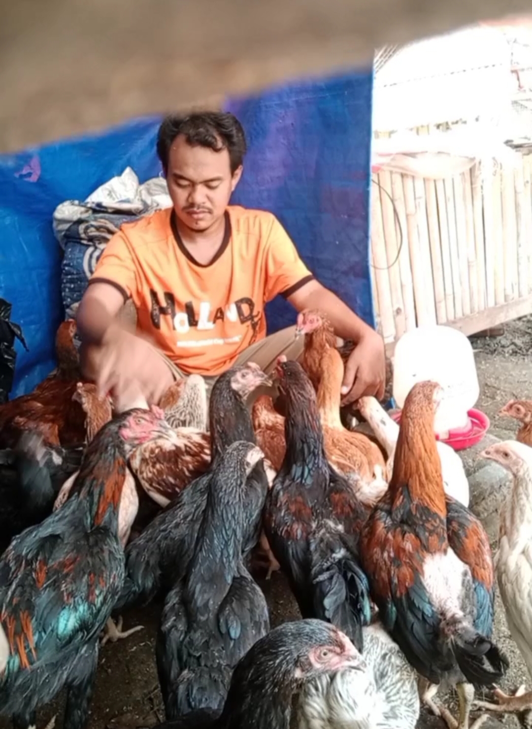 Beternak Ayam Kampung Ayonikah Blog